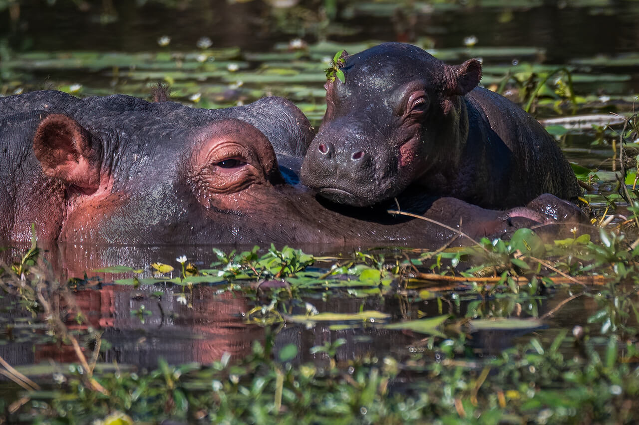 Hippopotamus mother helping to support and protect her baby of only a few hours old. Image Credit: iStock Commons.
