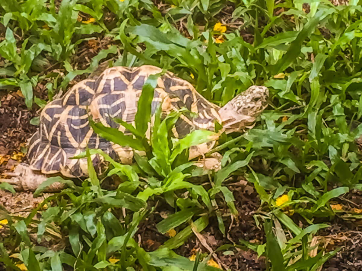 burmese star tortoise