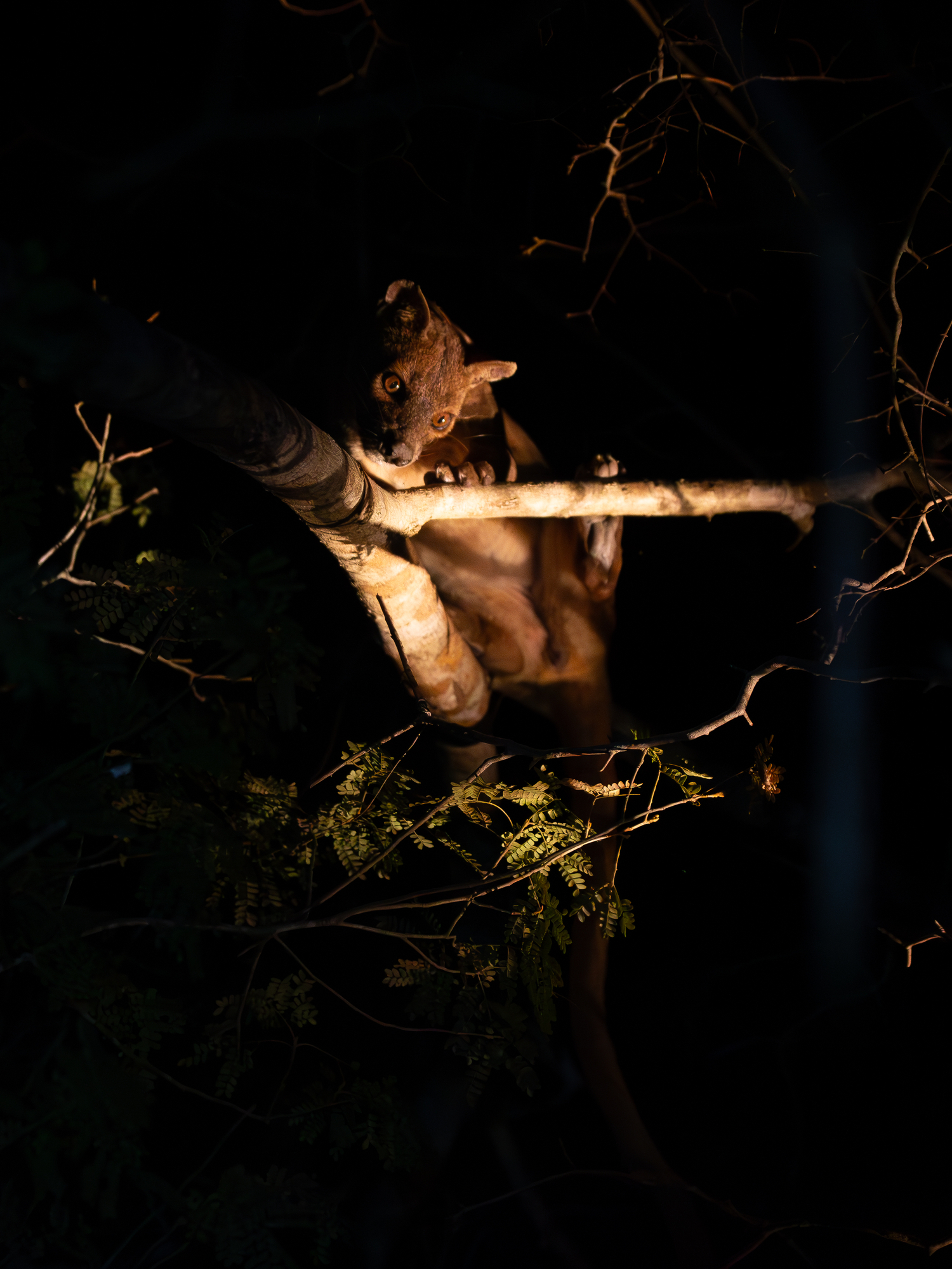 A fossa at night in the jungles of Madagascar. Image Credit: Vaclav Sebek | Dreamstime.com.