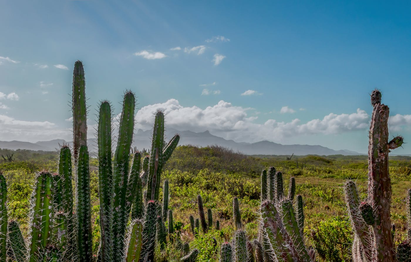 Venezuelan Coast (NT23)