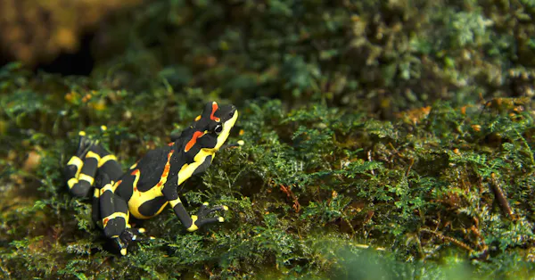 The clown frog: One of Central America's rarest and most colorful amphibians