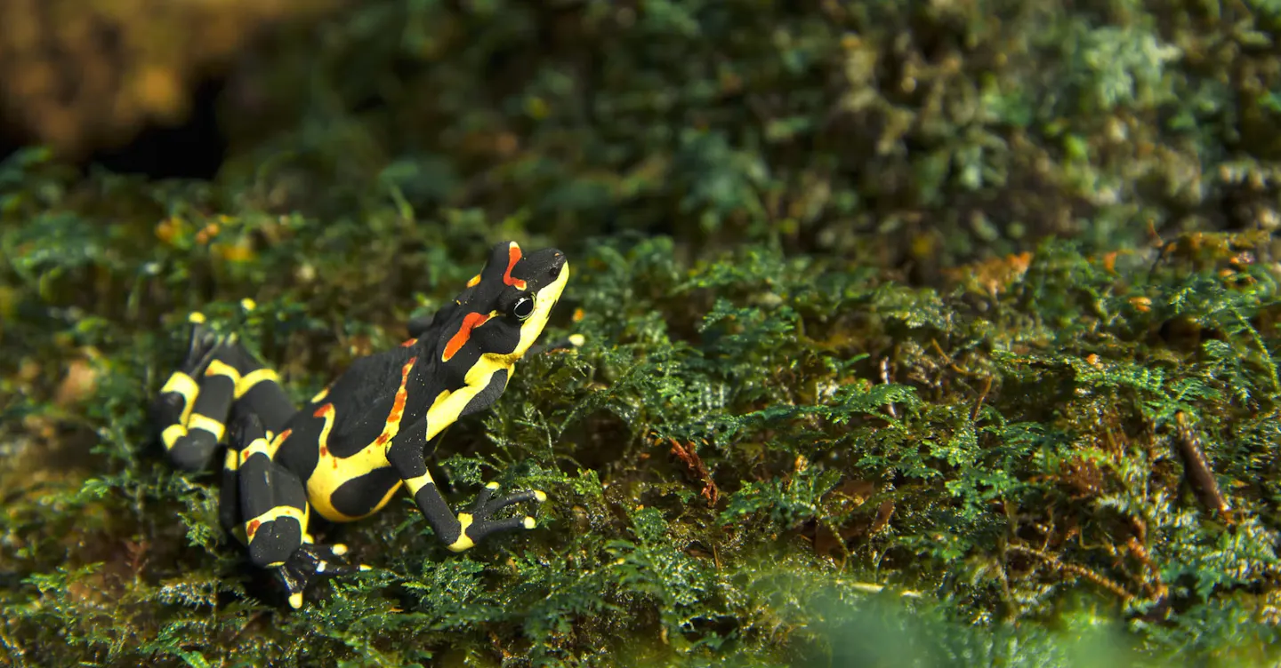 The clown frog: One of Central America's rarest and most colorful amphibians