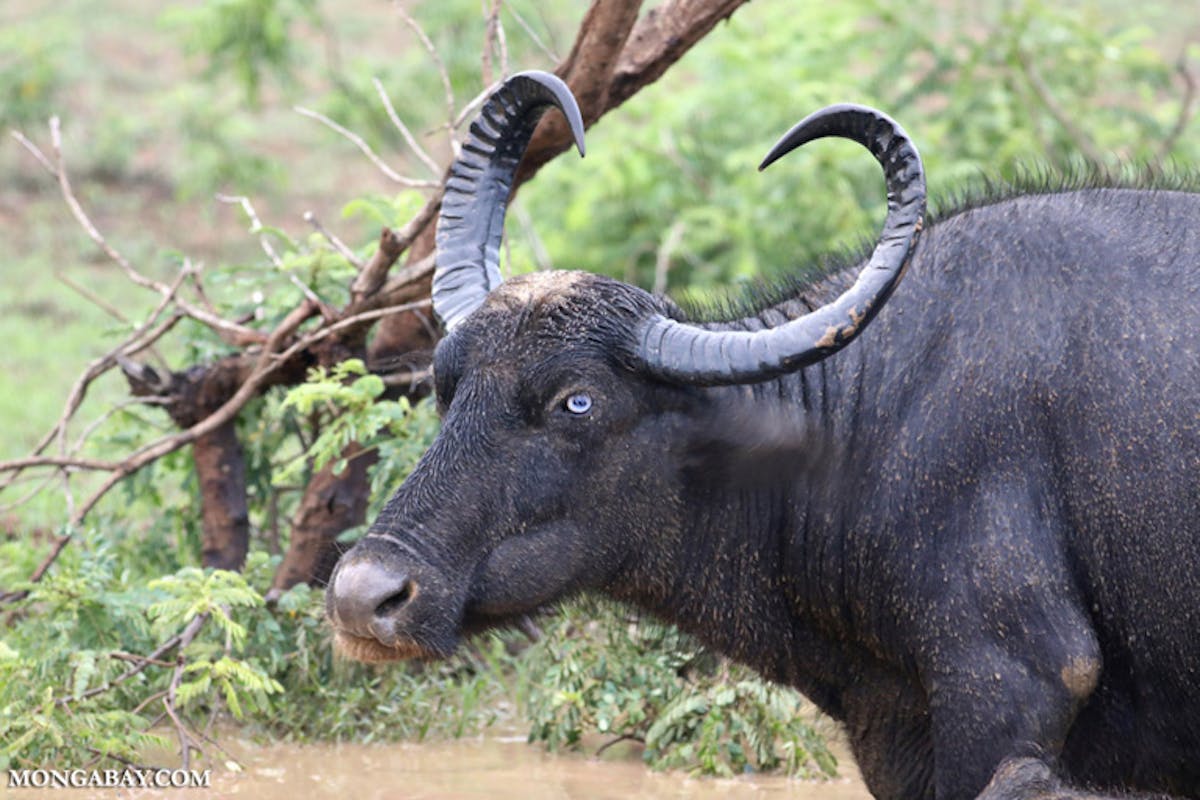 Why Europe is rewilding the water buffalo