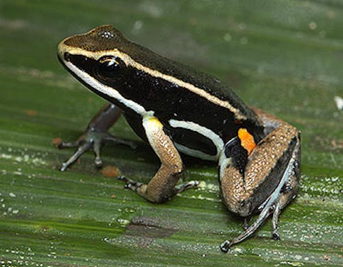 Brilliant-thighed poison frog
