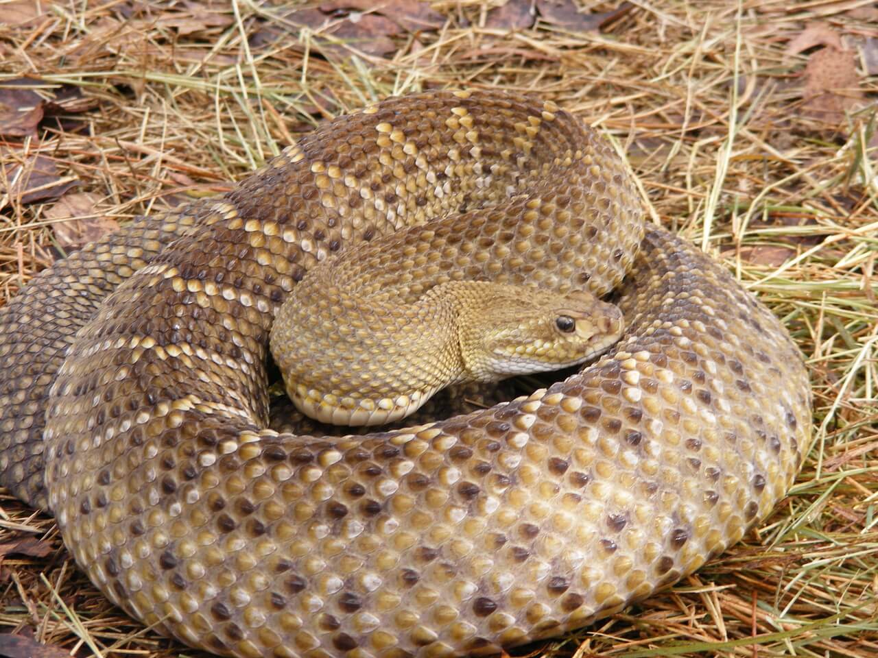 Coiled Mexican West Coast Rattlensnake