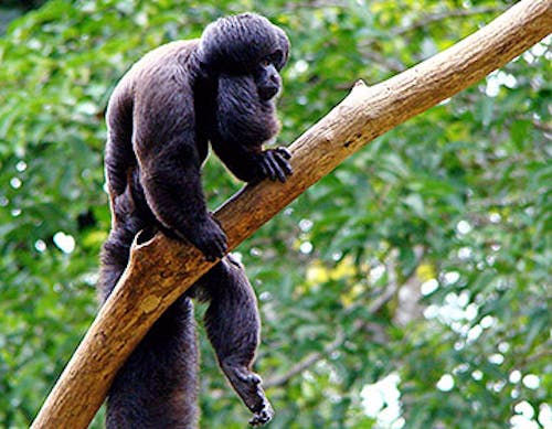 Black bearded saki (Chiropotes satanas)