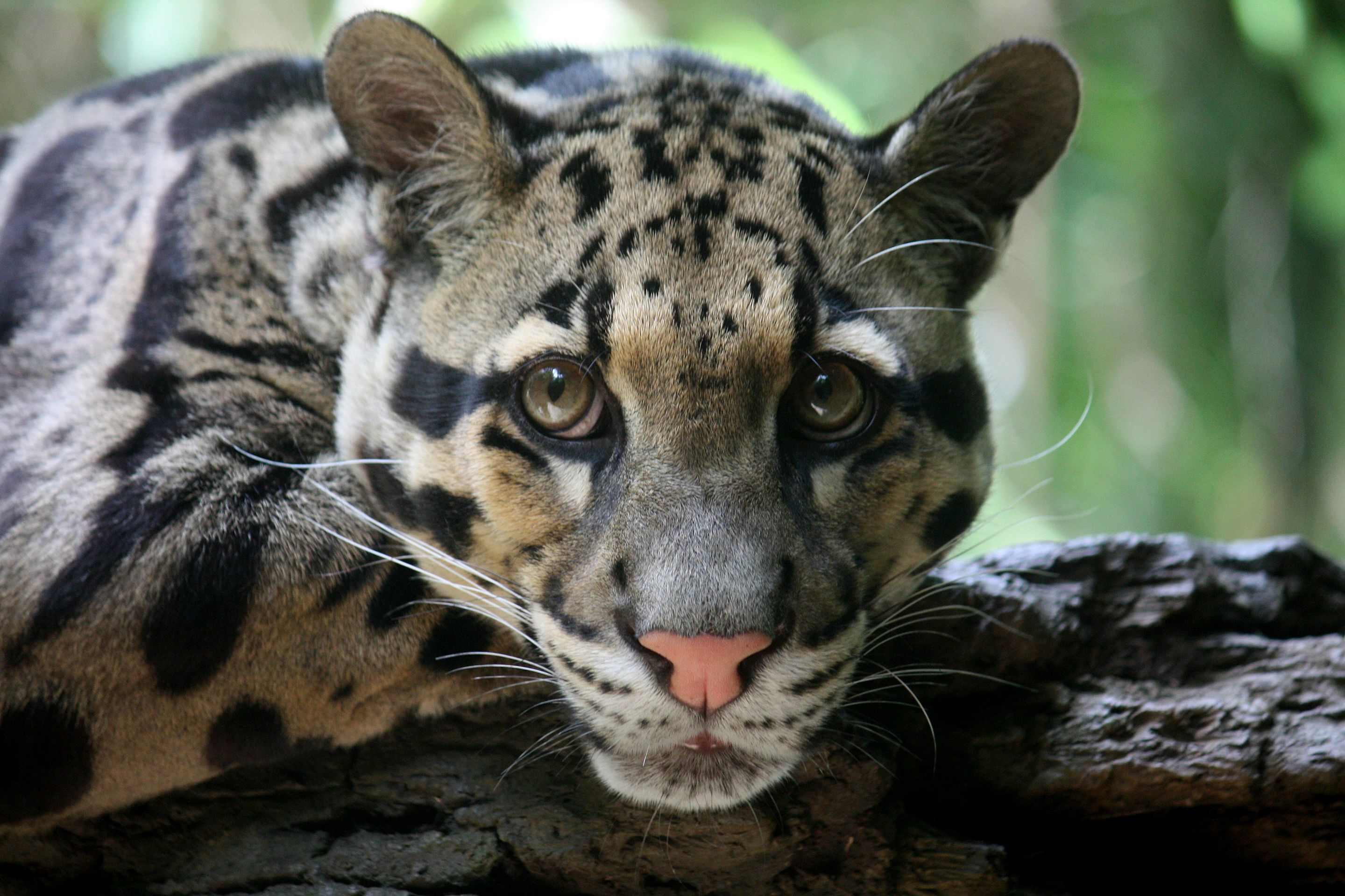 Species of the Week: Formosan clouded leopard | One Earth