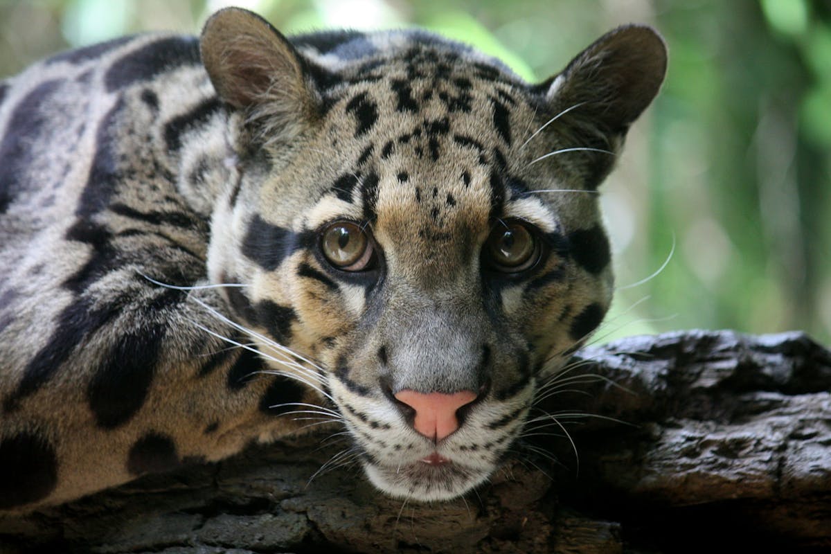Once thought extinct, meet the fascinating, rare Formosan clouded leopard