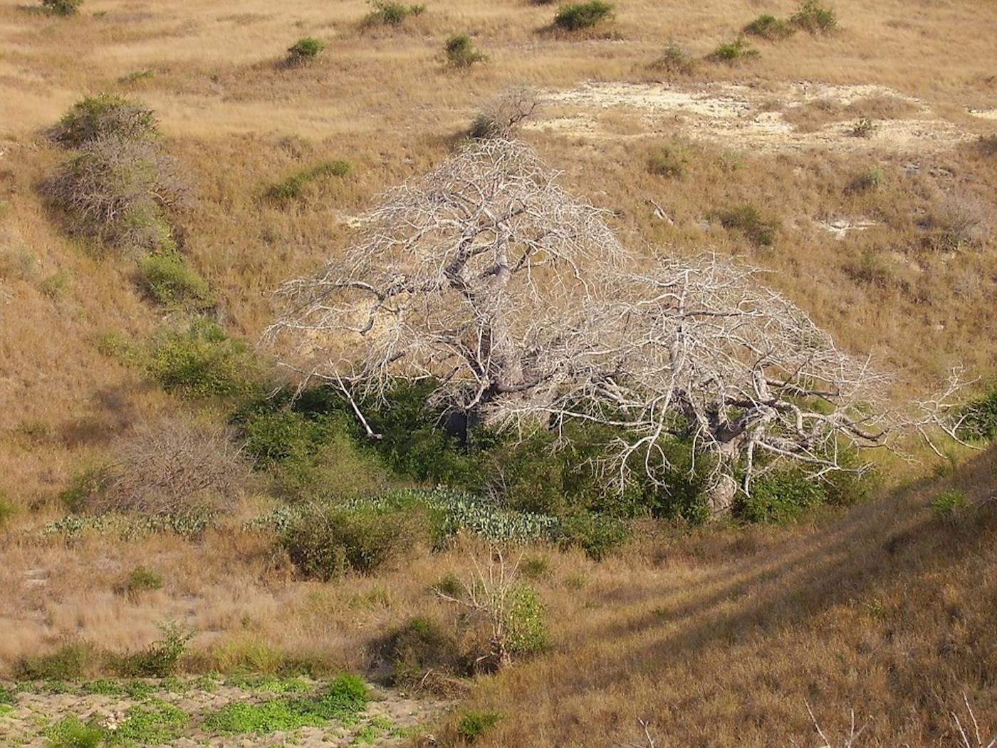 Greater African Subequatorial Savannas & Mixed Woodlands (AT11)