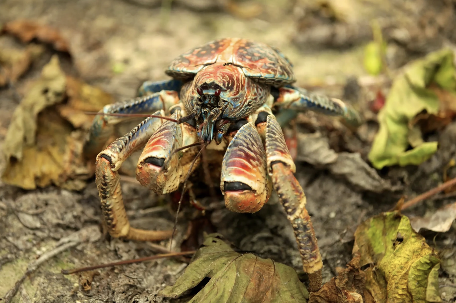 Coconut crabs are known as robber crabs or palm thieves on the island. Image Credit: DIAC Images, Animalia.bio.