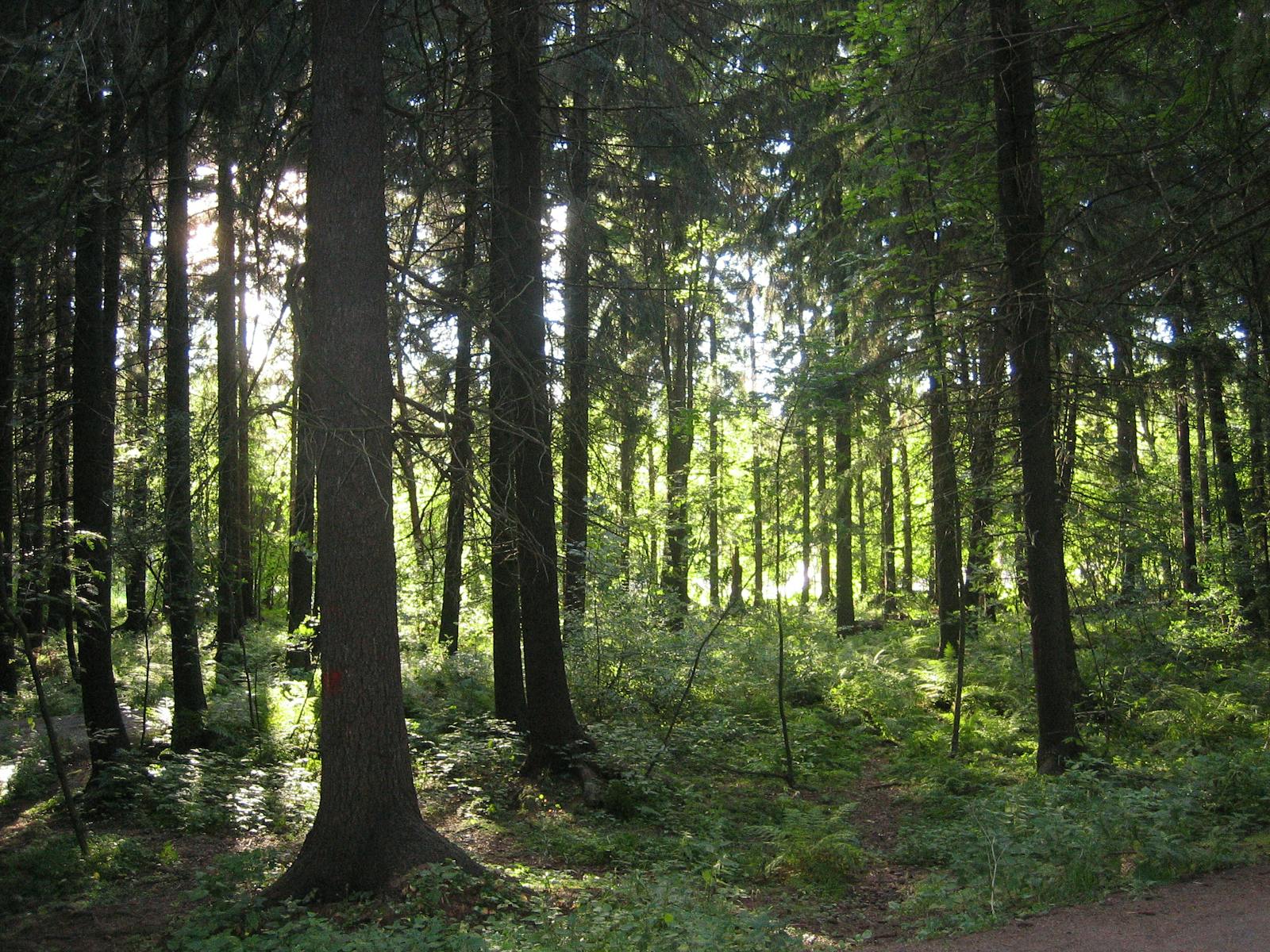 Sarmatic Mixed Forests