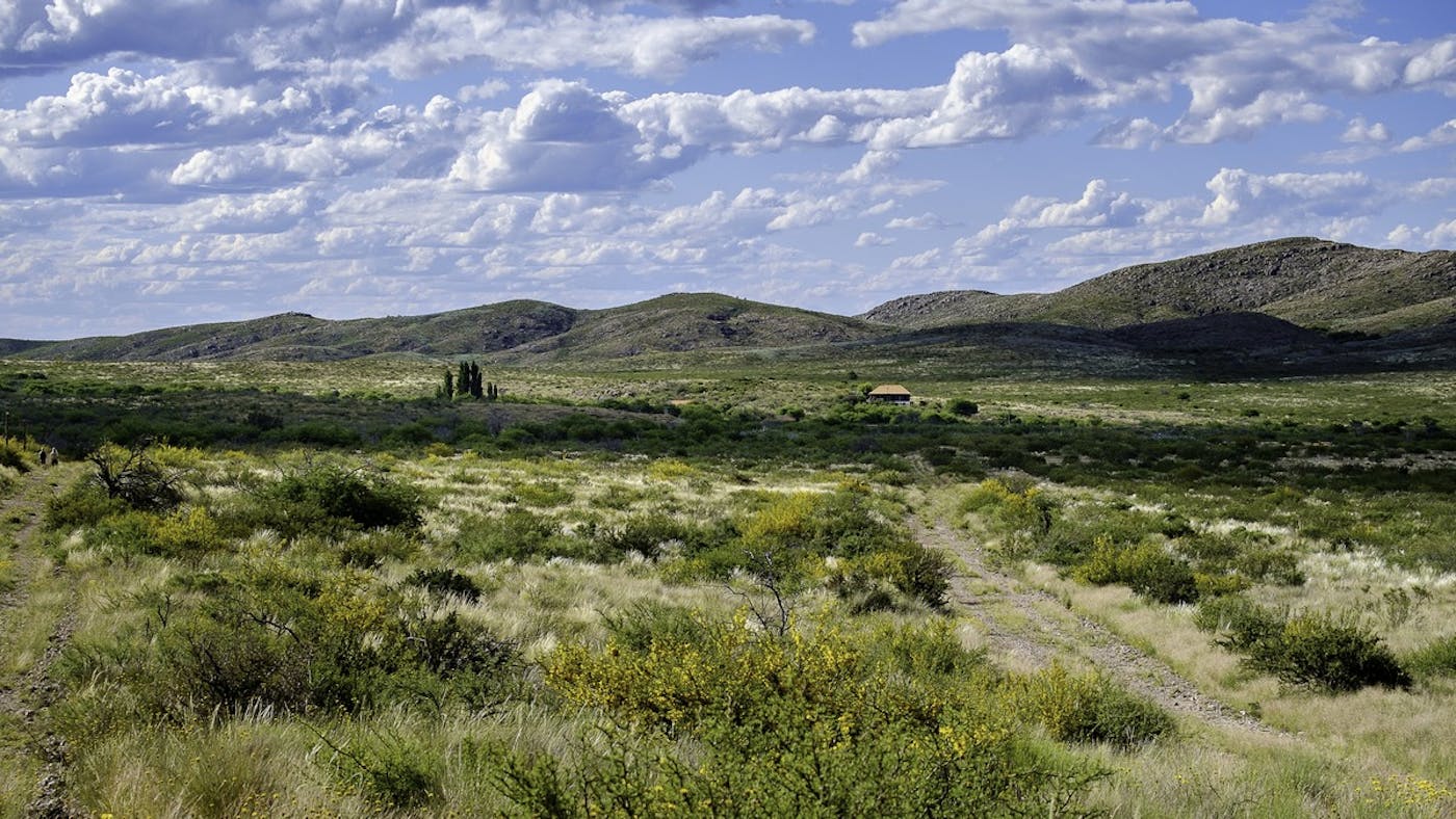 Rio de la Plata Grasslands (NT3)