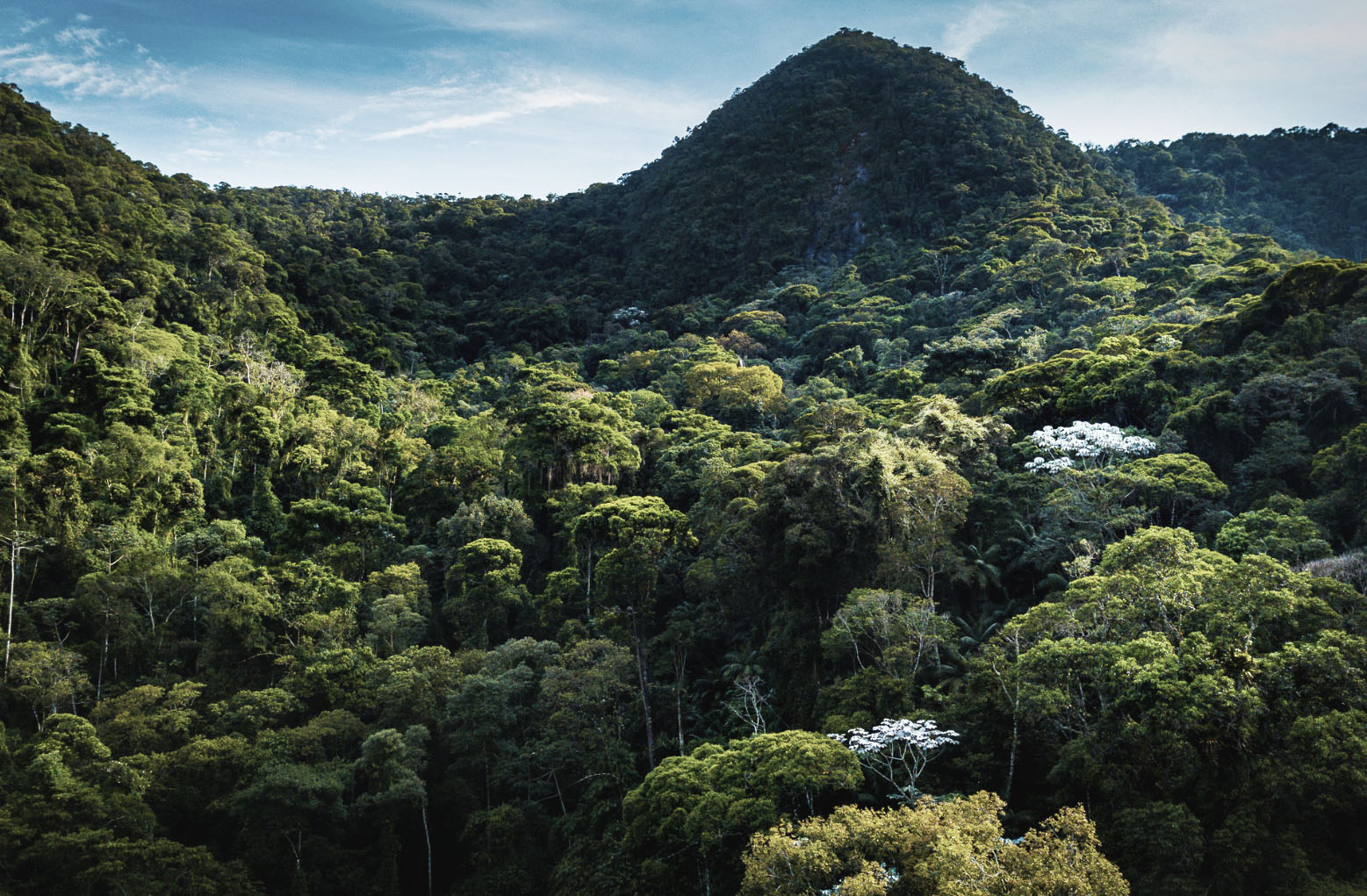 Atlantic Forest in the Rio Bonito de Lumiar Private Reserve, in the municipality of Nova Friburgo (Rio de Janeiro state).