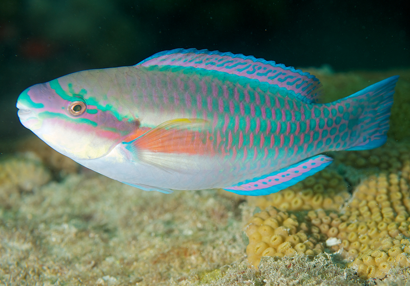 Striped parrotfish (Scarus iserti) swimming in the waters of Broward County, Florida. Image Credit: © Peter Leahy | Dreamstime.com.