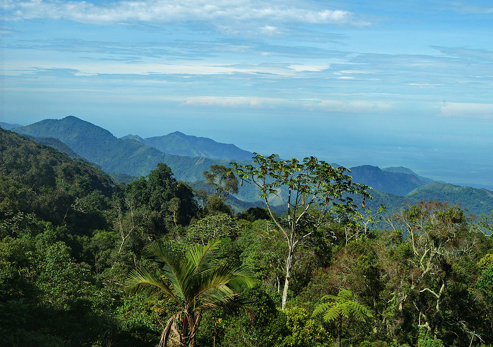 Santa Marta Montane Forests One Earth