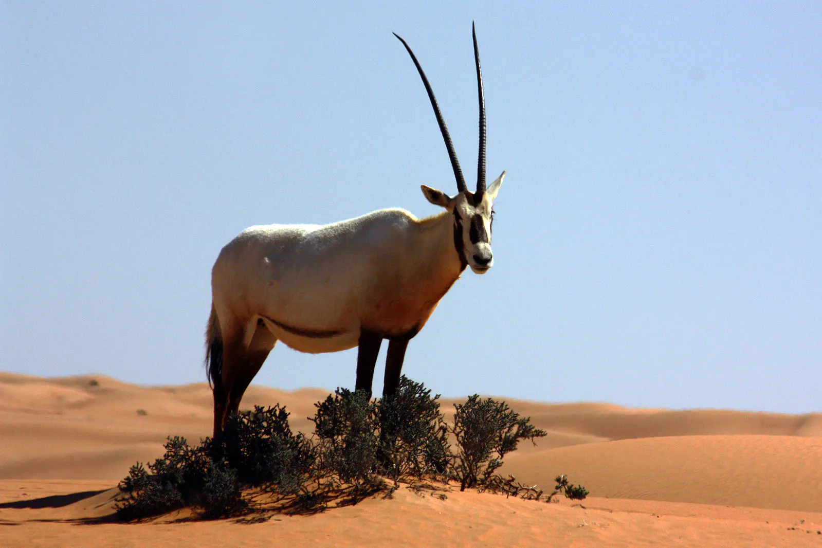 Arabian Sand Desert One Earth