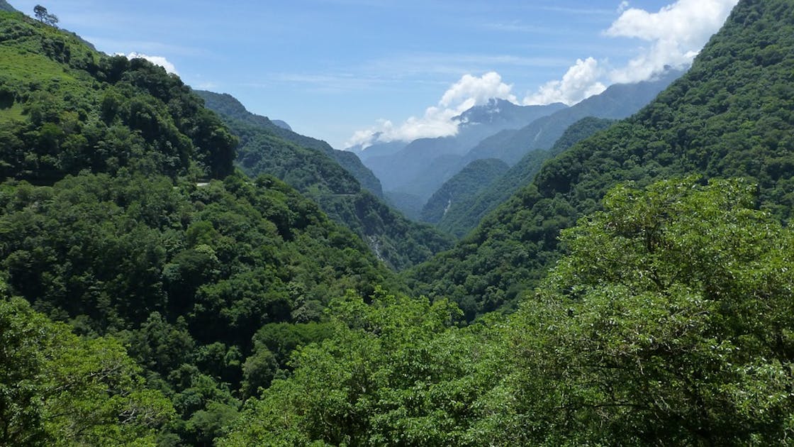 Taiwan Subtropical Evergreen Forests | One Earth