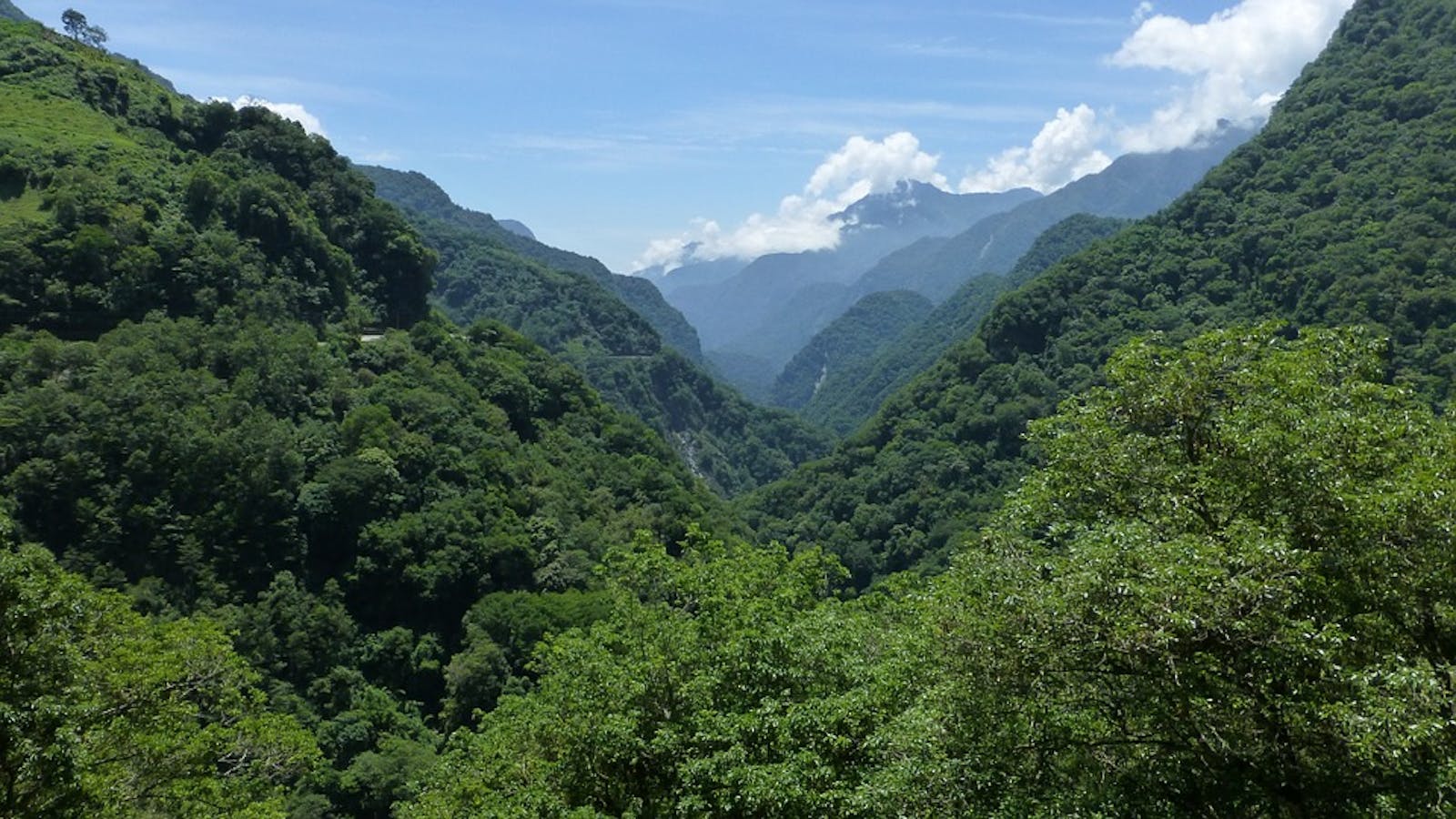 Taiwan Subtropical Evergreen Forests