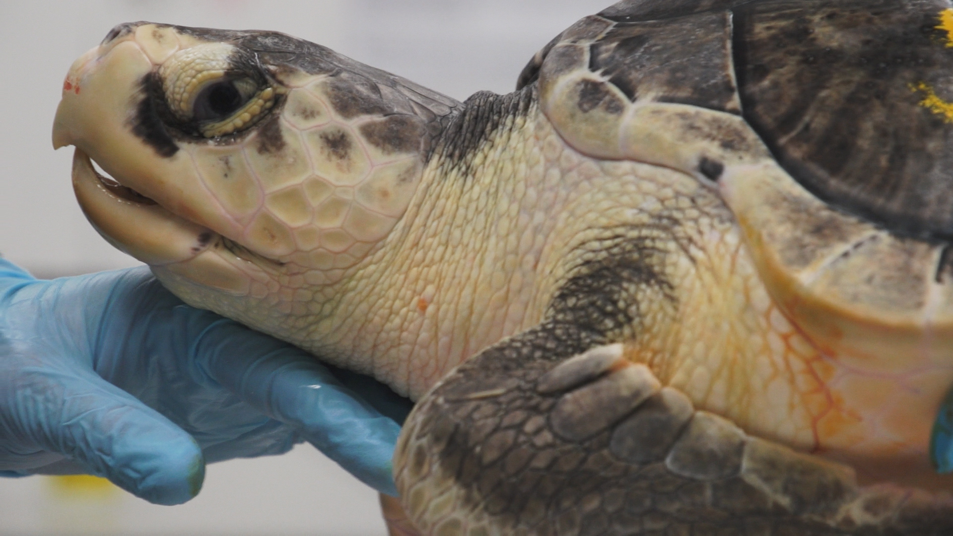 NMLC biologist takes a heart rate on an endangered cold stunned Kemp’s ridley sea turtle. Image credit: National Marine Life Center