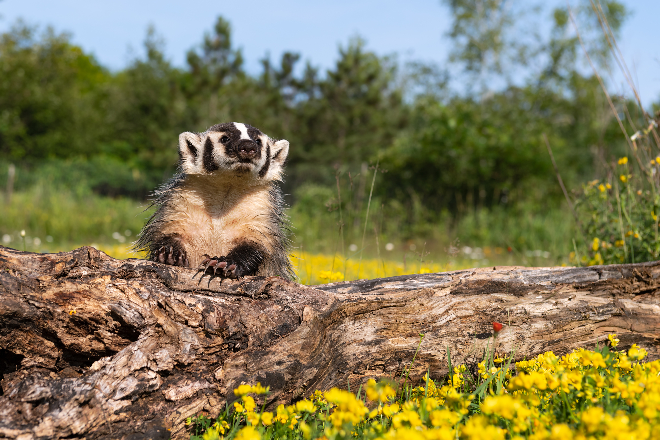 American badger in the summer. Image Credit: © Geoffrey Kuchera, Dreamstime.