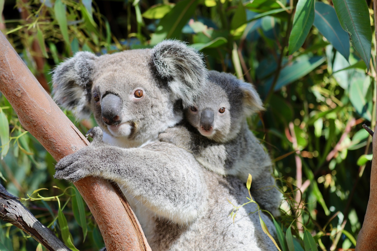 Australia's beloved koalas are under threat of extinction - Focus