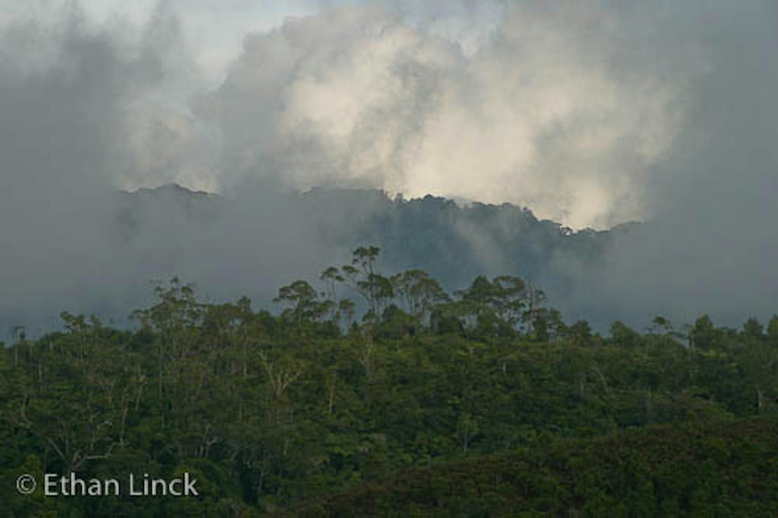 New Britain-New Ireland Montane Rainforests