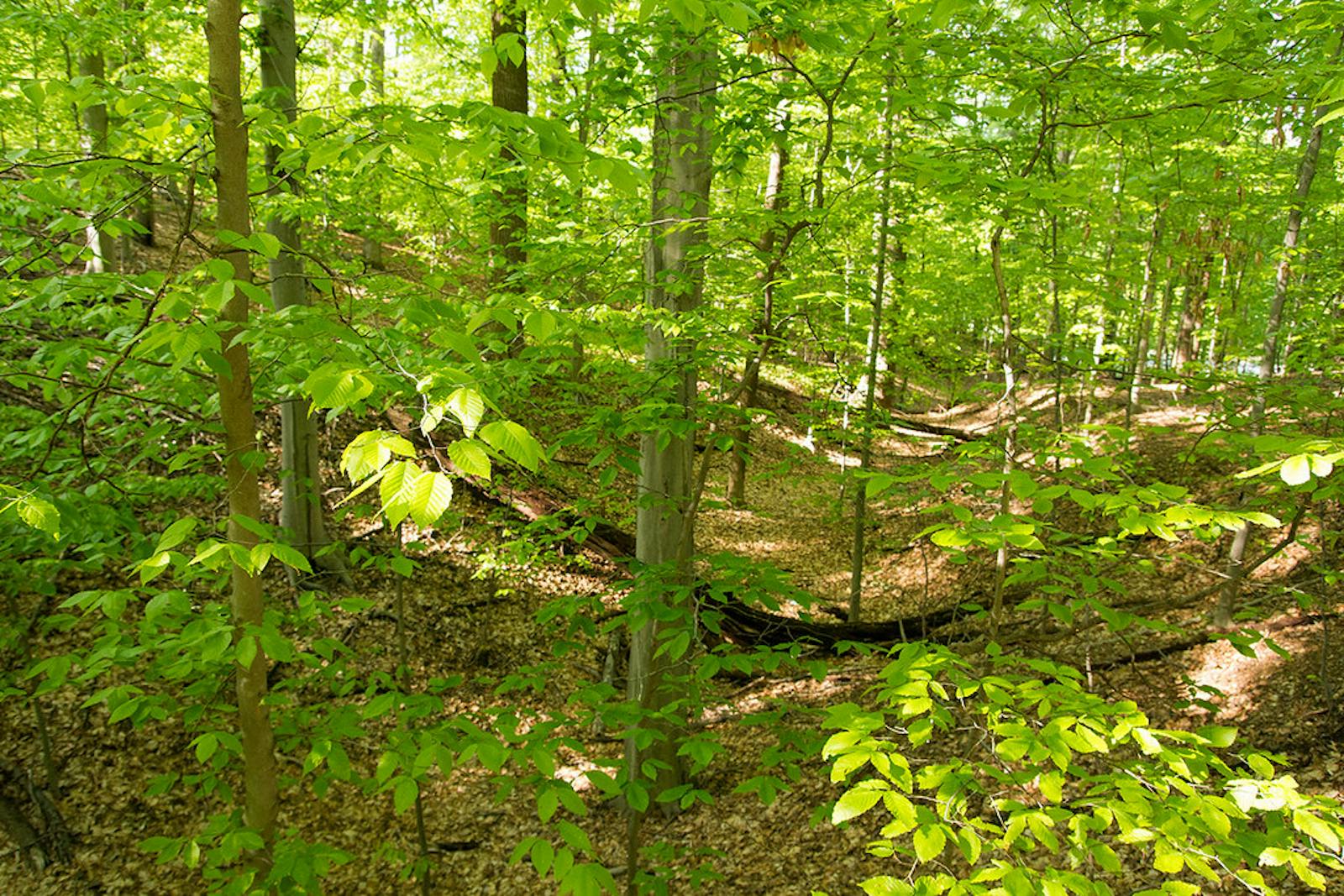 Southern Great Lakes Forests