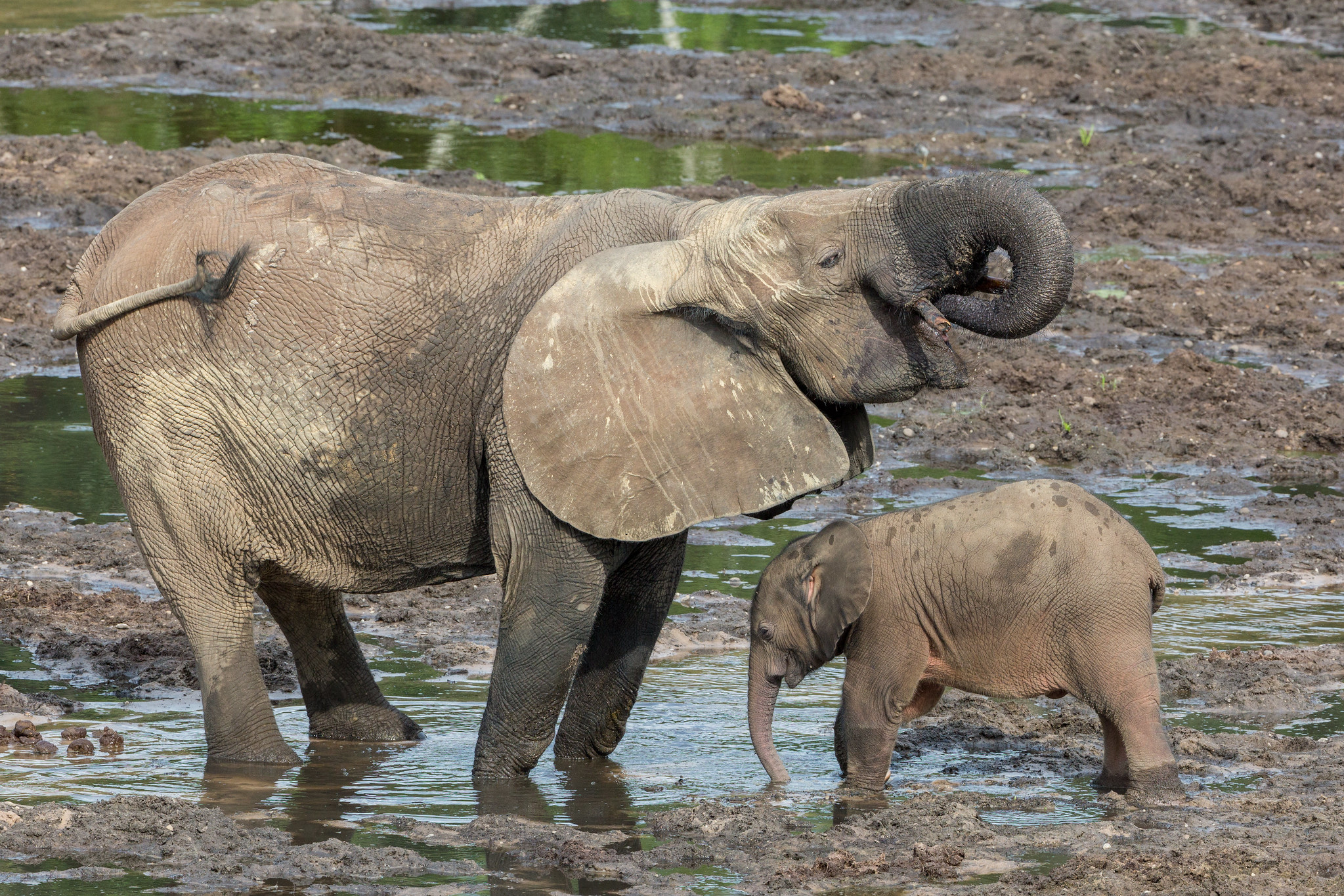 Forest elephants on the banks of the Sangha River. Dzanga Sangha Special Reserve, Central African Republic. Image credit: Courtesy of Grégoire Dubois