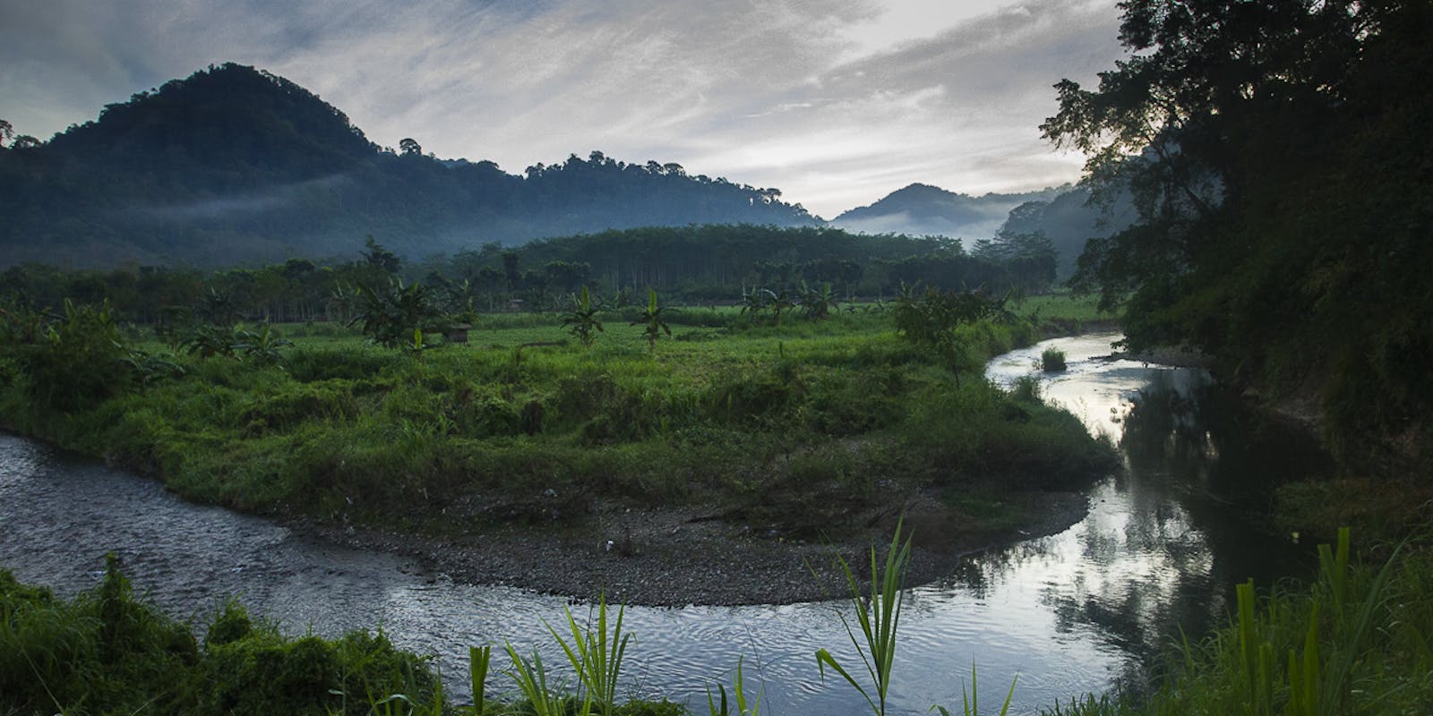 Eastern Java-Bali Rainforests