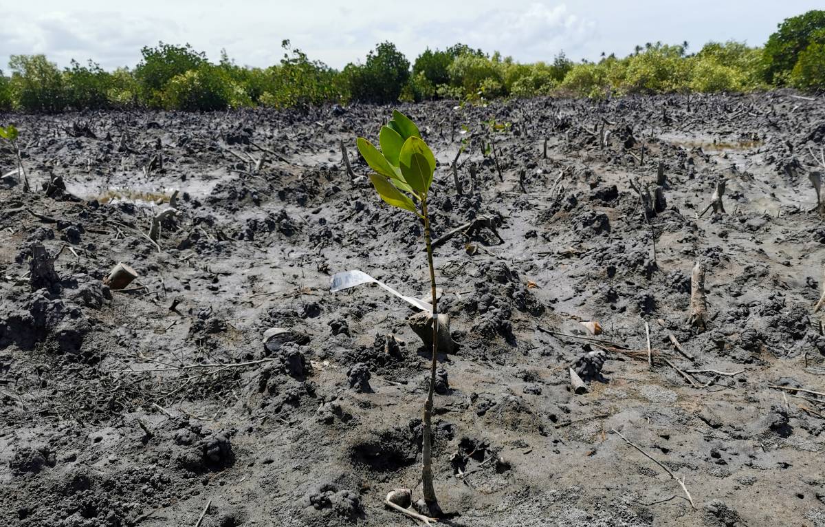 A mangrove planted by volunteers on World Environment Day. Image credit: Courtesy of Lilian Kenequa