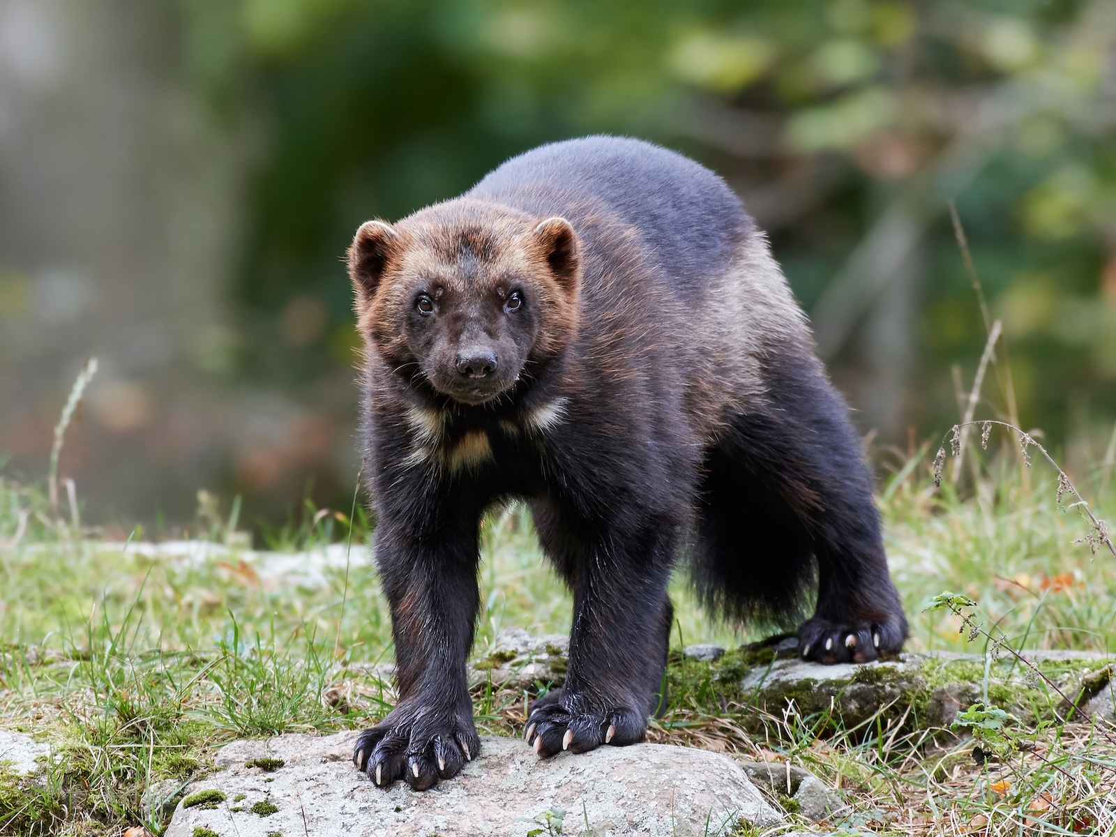 A wolverine (Gulo gulo) standing on a rock.