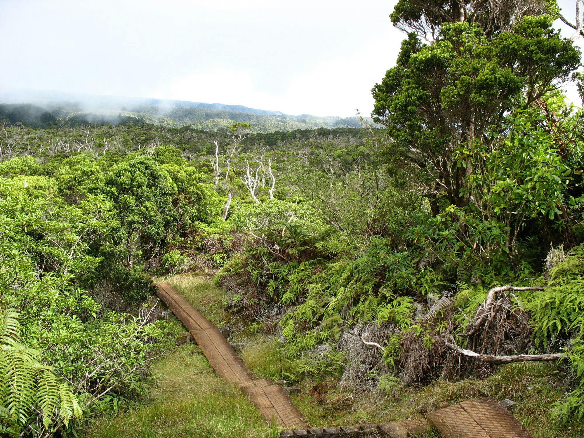 tropical-forests-are-on-the-verge-of-a-tipping-point-earth