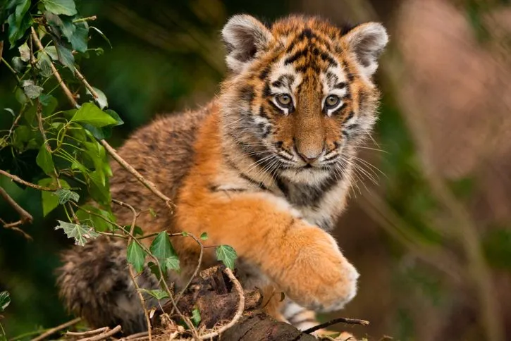 A Siberian tiger cub. Image Credit: Mark Malkinson Photography, iStock. A Siberian tiger cub. Image Credit: Mark Malkinson Photography, iStock.