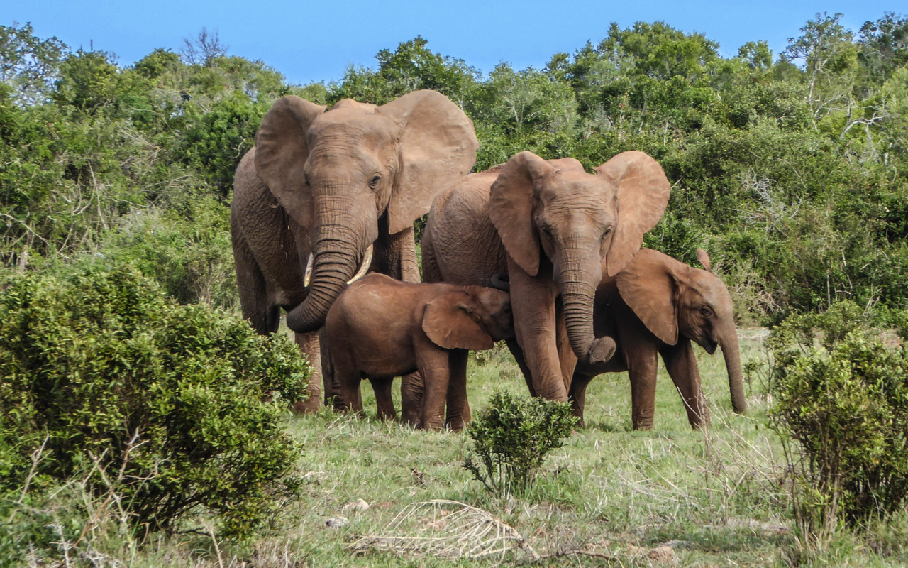 Elephants in a field.