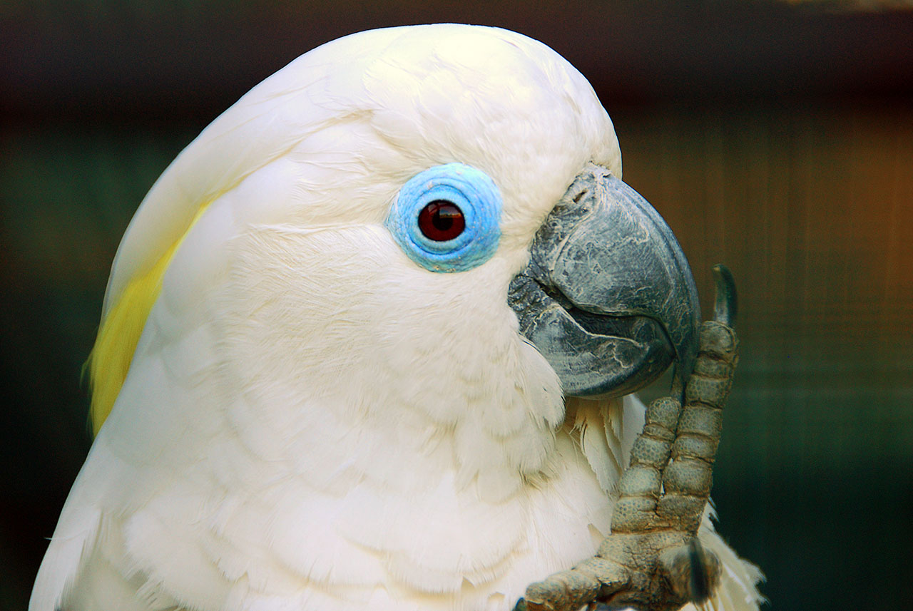 Blue-eyed Cockatoo. Image credit: Wikipedia, Tobias (CC by 2.0)