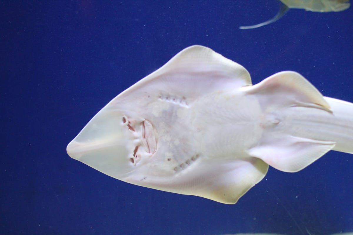 Shovelnose guitarfish: surviving in the sea for 100 million years