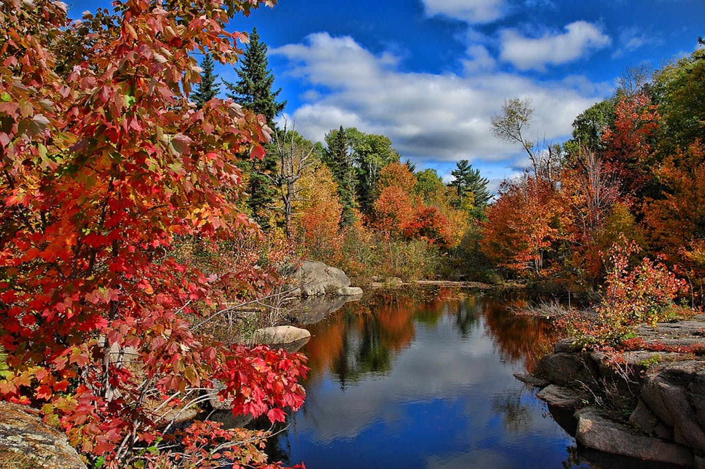 Northeastern American Mixed Forests (NA10)