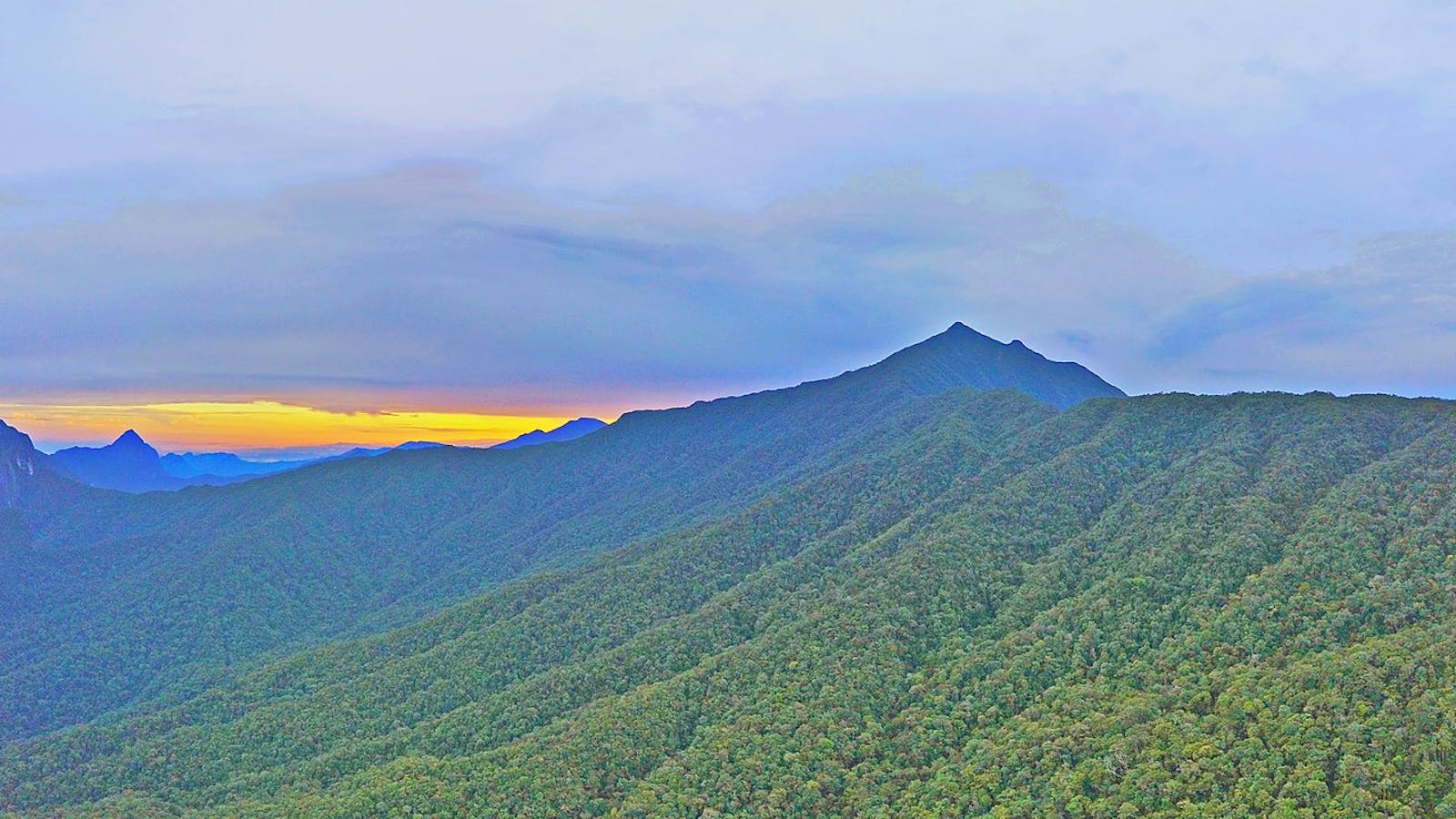 Borneo Montane Rainforests