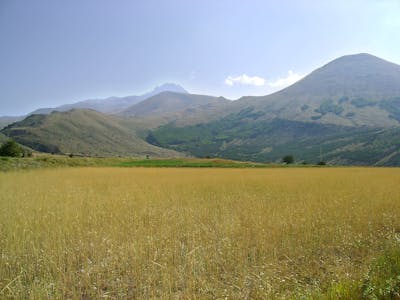 Black Sea, Caucasus-Anatolian Mixed Forests & Steppe (PA17)