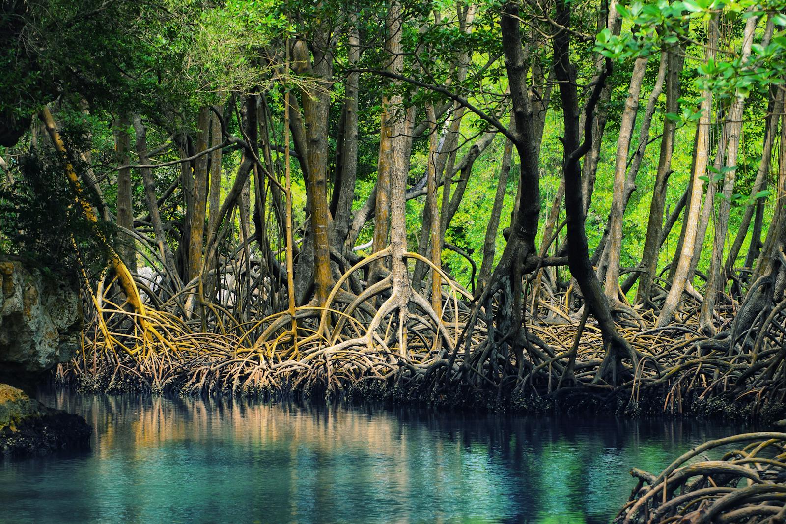 Bahamian-Antillean Mangroves