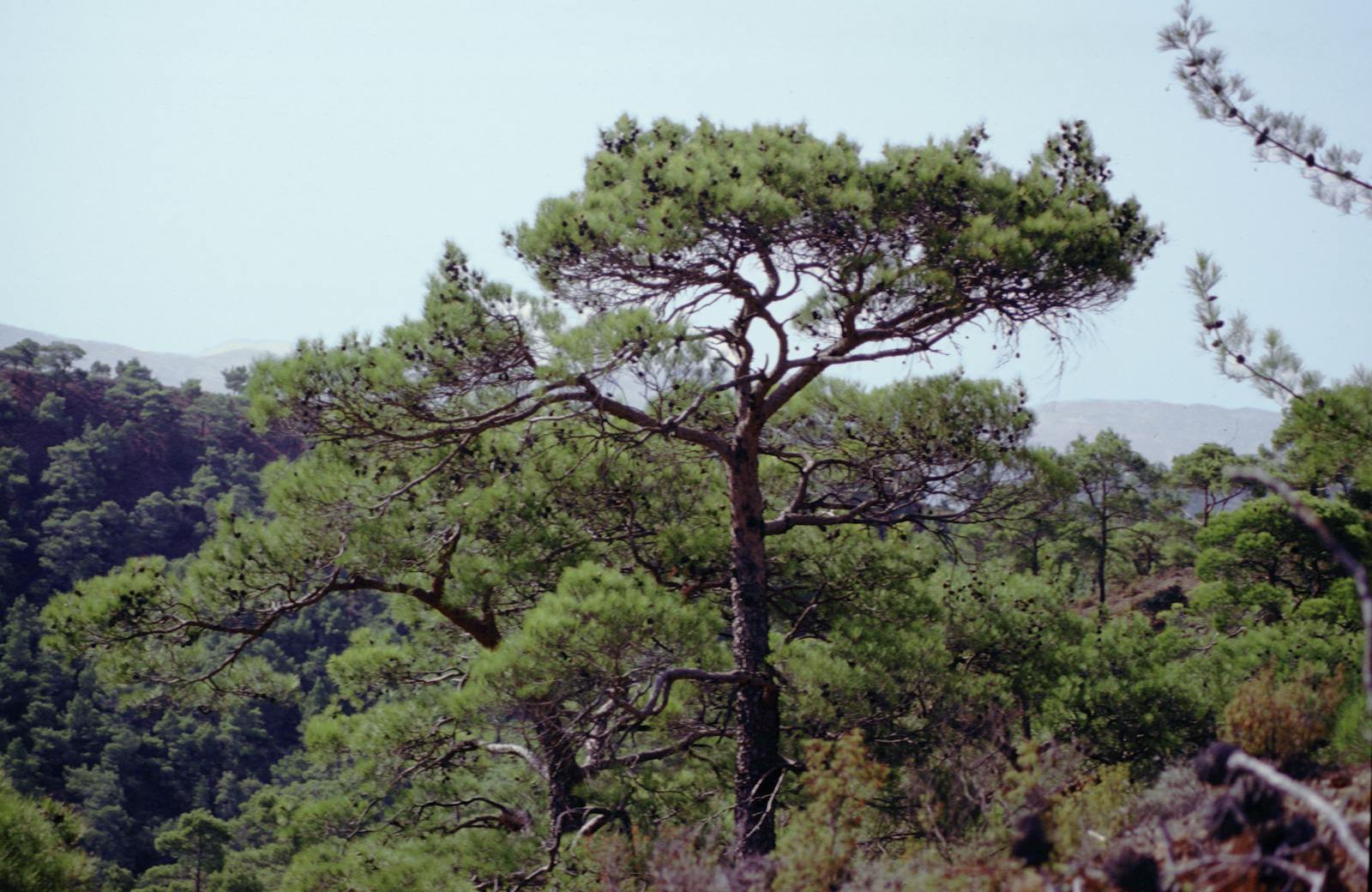 Cyprus Mediterranean Forests