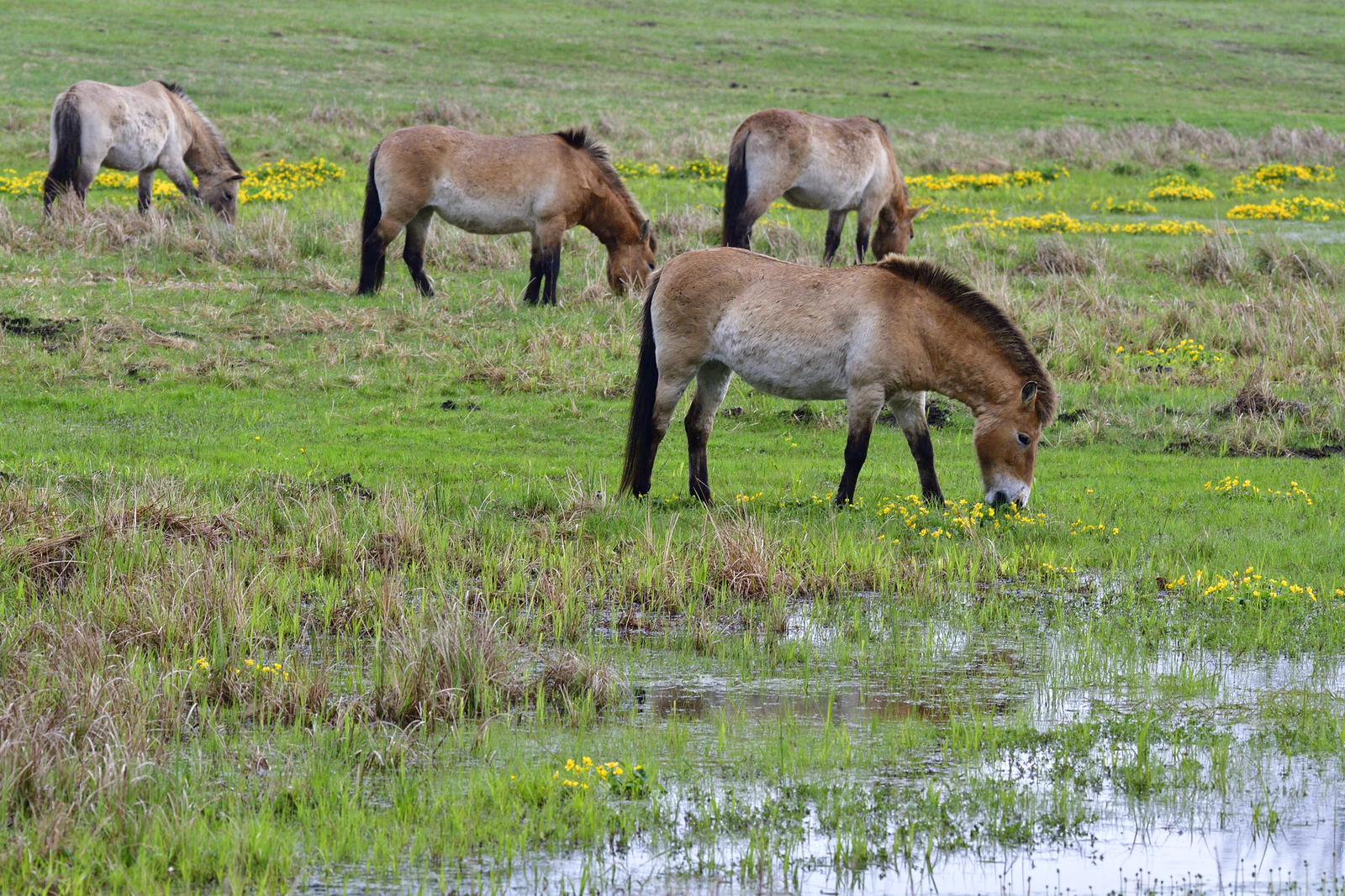 A herd of Przewalski's horses in a spring meadow. Image Credit: © Karin59, Dreamstime.