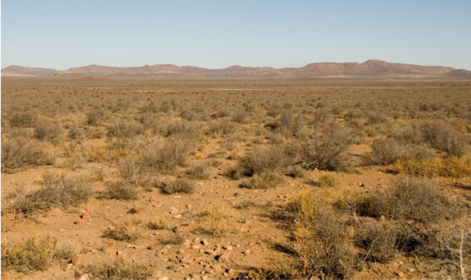Nama Karoo Shrublands