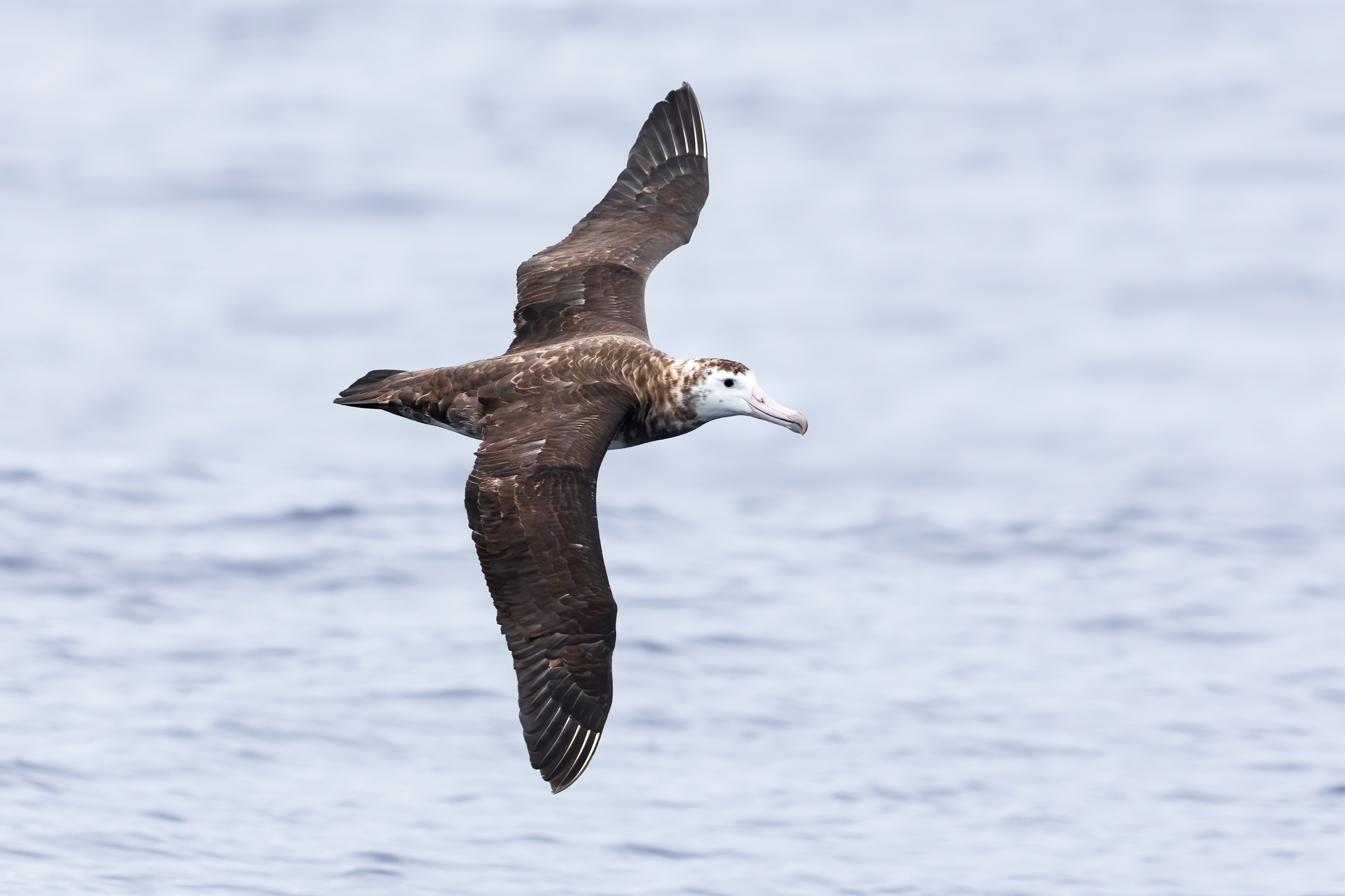Adult Amsterdam albatross in flight, showing dark plumage typical of the species. Image Credit: JJ Harrison, Wiki Commons.
