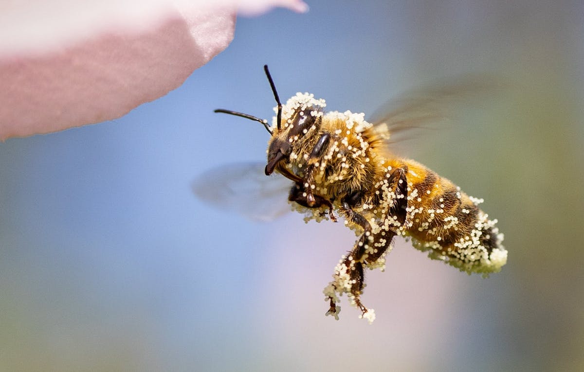 Pollinators