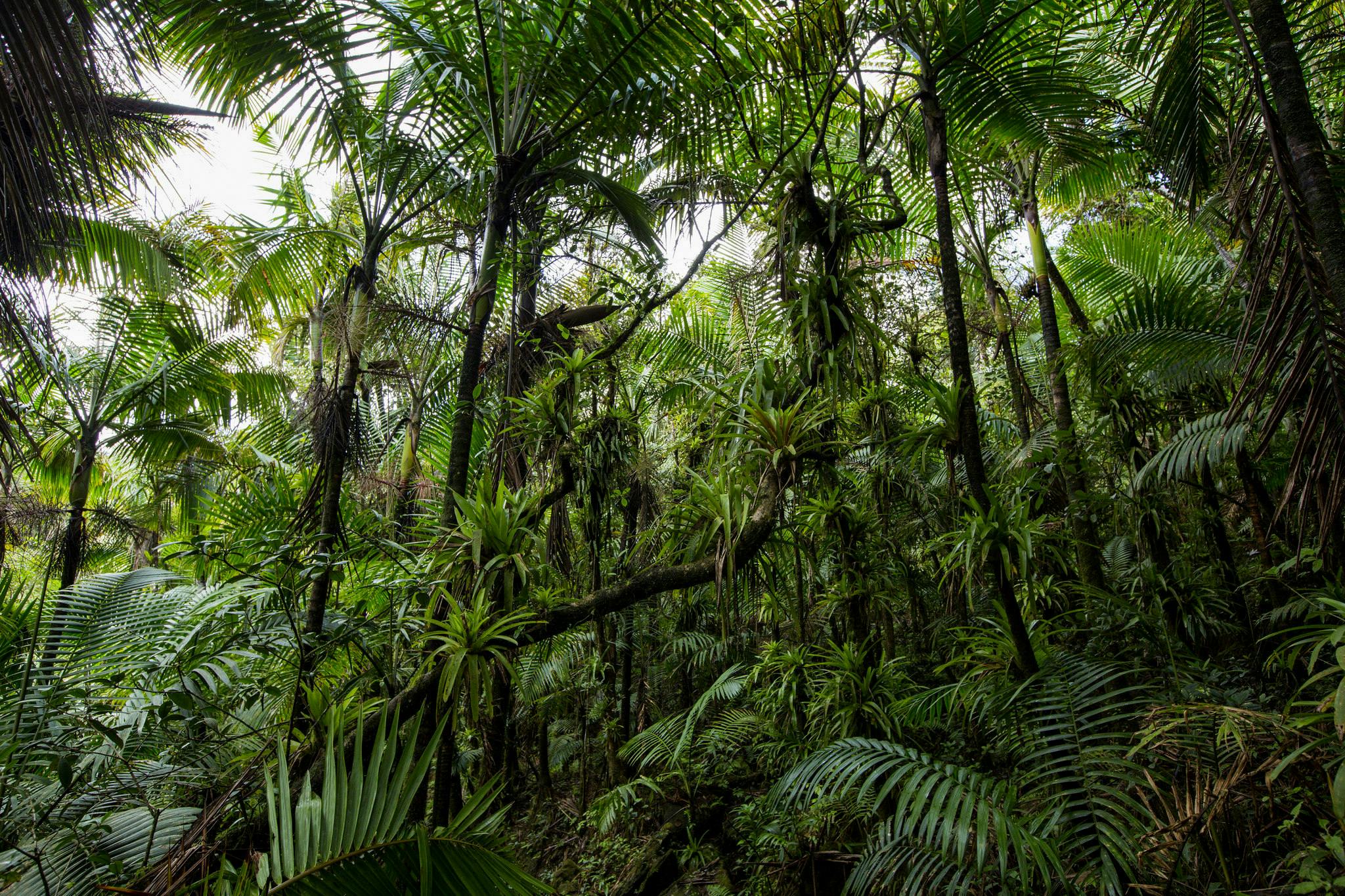 Puerto Rican Moist Forests | One Earth