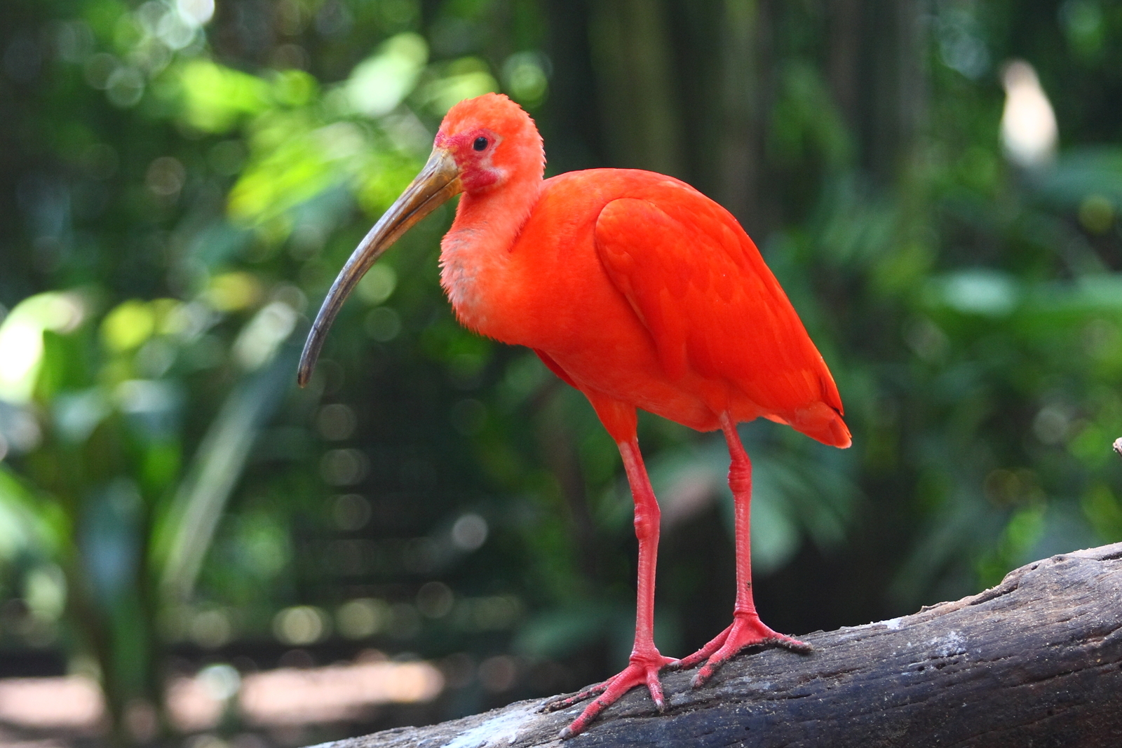 Ibis escarlata en la rama de un árbol. Crédito de la foto: © Boaz Junior Wibowo | Dreamstime.com.