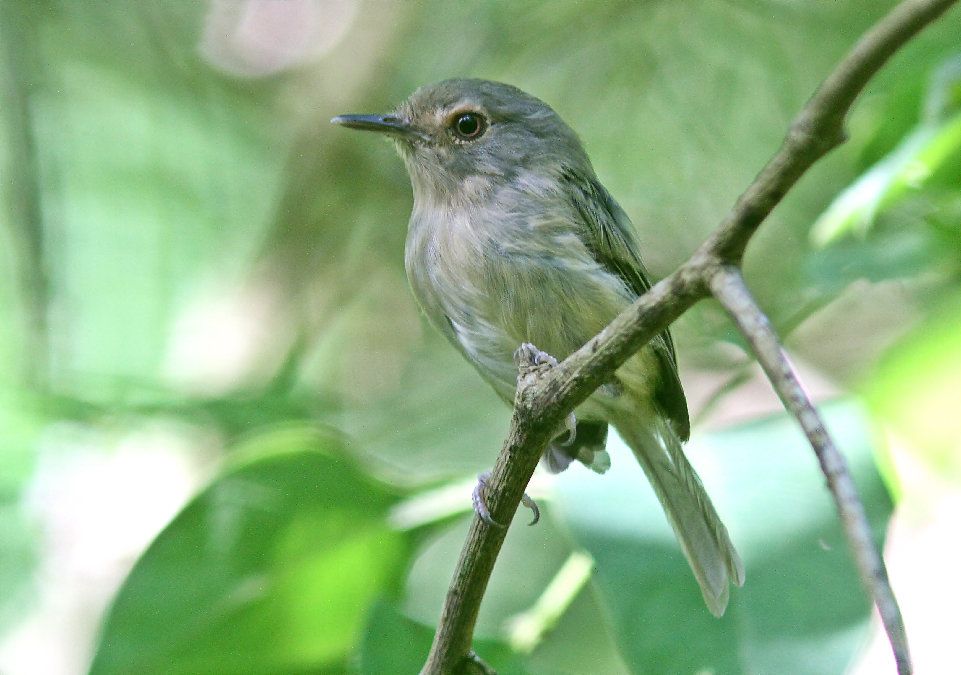 Brazilian Atlantic Moist Forests (NT14)