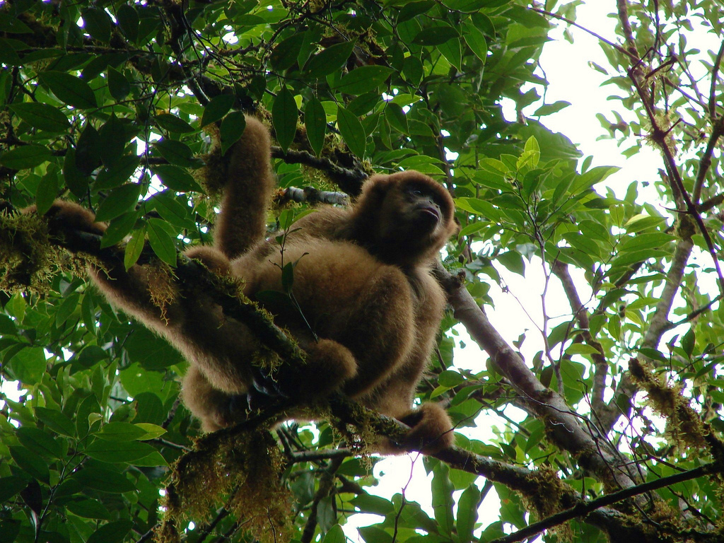 Brazilian Atlantic Moist Forests (NT14)