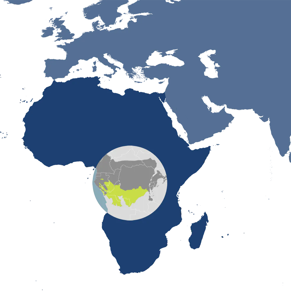 In the One Earth Bioregions Framework, the bongo is the iconic species of the South Congolian Forest-Savannas & Coastal Scarp bioregion (AT13), located in the Equatorial Afrotropics subrealm of the Afrotropics.